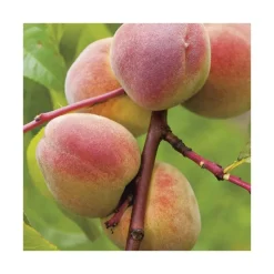 New BOTANIC® Pecher De Vigne. En racine nue, forme gobelet