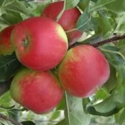 Discount BOTANIC® Pecher Plate Jalousia ®. En racine nue, forme gobelet