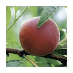 Discount BOTANIC® Pecher Redwing. Le pot de 12 litres, forme gobelet