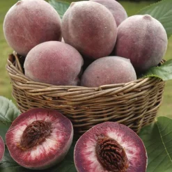 Discount BOTANIC® Pecher Sanguine. Le pot de 7,5 litres