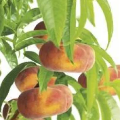 Clearance BOTANIC® Pecher Saturne ® Bailou. Le pot de 12 litres, forme gobelet