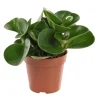 Best Peperomia en pot Ø 12cm