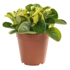 Discount Peperomia obtusifolia panaché 25 cm. Le pot de 15 cm