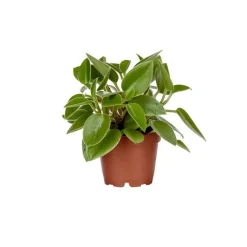Sale Peperomia Pixie – Pot de Ø12 cm