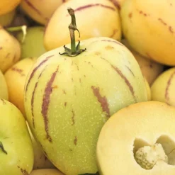 Best BOTANIC® Pepino Poire Melon Bio. Le pot de 1 litre