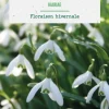 New BOTANIC® Perce neige ikariae - 10 bulbes