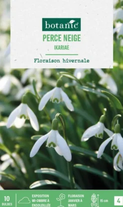New BOTANIC® Perce neige ikariae - 10 bulbes