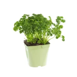 Outlet BOTANIC® Persil Frise Bio. Le pot de 2,5 litres