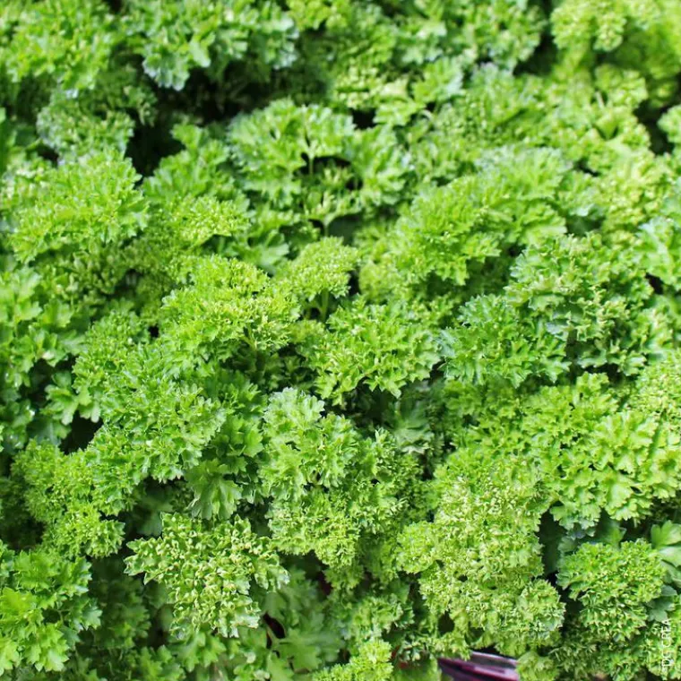 New BOTANIC® Persil Nain Frise Mousse Bio. Le pot de 4,6 litres