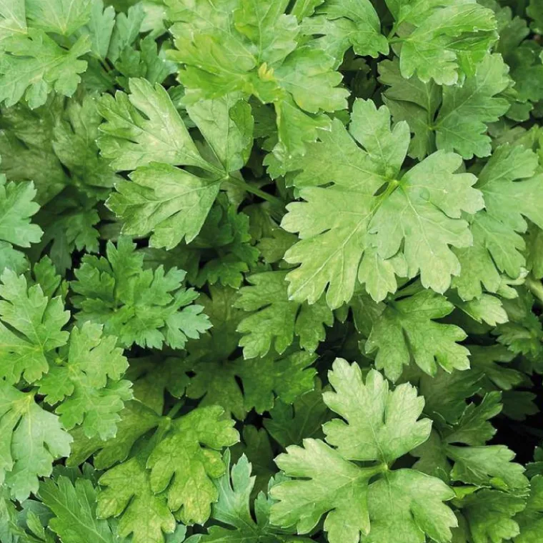 New BOTANIC® Persil Plat Geant D'Italie Bio. Le pot de 9x9 cm