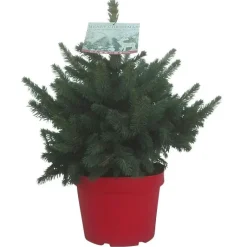 Hot Petit sapin naturel épicéa Picea Pungens Super Blue. Le pot de 5 litres