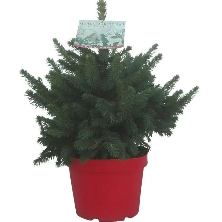 Best Petit sapin naturel épicéa Picea Pungens Super Blue. Le pot de 3 litres