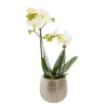 Outlet Phalaenopsis 2 brins avec cache pot en céramique. Le pot Ø 12 cm