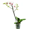 Discount Phalaenopsis en pot Ø 9cm
