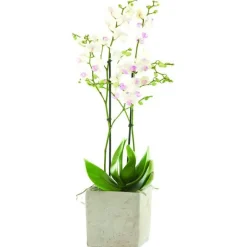 Discount BOTANIC® Phalaenopsis et cache-pot