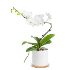 Discount BOTANIC® Phalaenopsis spirale 1 tige avec cache-pot blanc en céramique Ø 12 cm