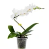 Outlet BOTANIC® Phalaenopsis spirale multicolore – Pot de 12 cm