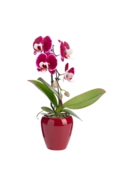 Outlet Phalaenopsis swan avec un cache-pot en céramique coloris blanc - Ø 7 cm H 30 cm