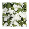 Discount Philadelphus Virginal (PHILADELFUS VIRGINALIS SNOW FLAKE), en pot de 7 litres
