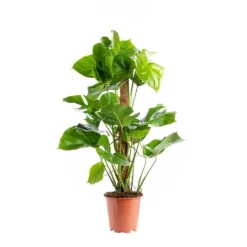 Discount Philodendron Monstera Deliciosa pot plastique Ø19xH85 cm