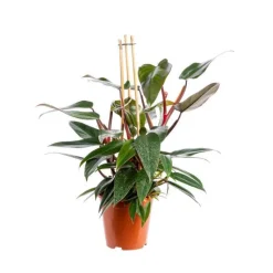 Sale Philodendron Red Congo pot Ø19xH55 cm