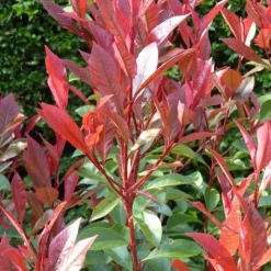 Online Photinia (PHOTINIA FRASERI RED ROBIN) Le pot de 10 litres