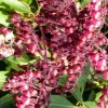 Best Pieris – Pot de 2L