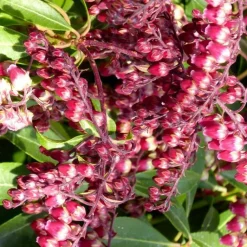 Sale Pieris Japonica Varié extra – Pot de 15L