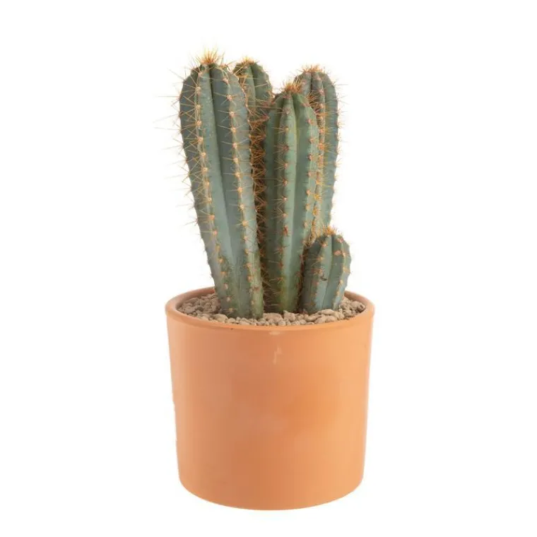 Clearance BOTANIC® Pilosocereus azureus en pot terre cuite H 10 x Ø 20 cm