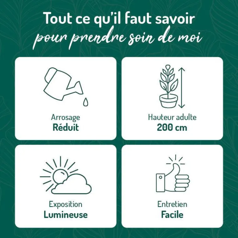 Clearance BOTANIC® Pilosocereus azureus en pot terre cuite H 10 x Ø 20 cm