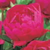 Hot BOTANIC® Pivoine Karl Rosenfield - Le pot de 2 litres
