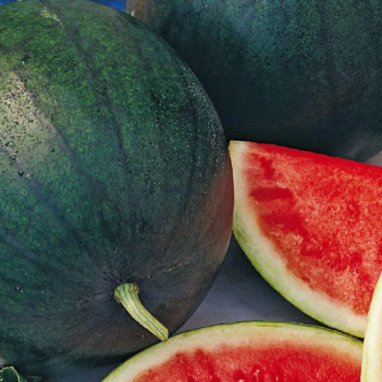 Outlet BOTANIC® Plant Greffe Pasteque Bio. Le pot de 1 litre