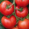 Discount BOTANIC® Plant Greffe Tomate Ronde En Grappe Giolice Bio. Le pot de 1 litre