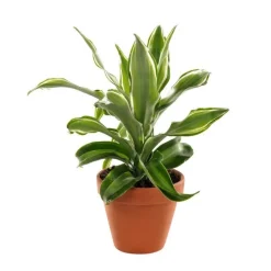 New Plante à coupe variété au choix en pot en terre Ø 9 cm