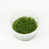 Online TROPICA Plante Glossostigma elatinoide coloris vert en coupelle