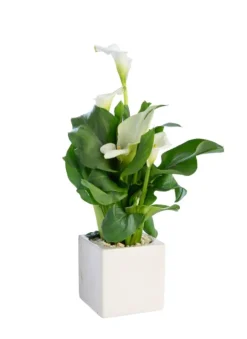Hot Plante verte calla coloris blanc - Ø 14 cm