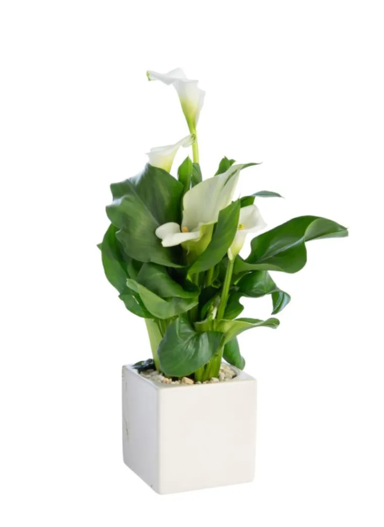 Hot Plante verte calla coloris blanc - Ø 14 cm