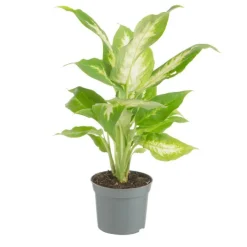 Best Plante verte. Le pot de ø 8,5 cm