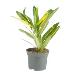 Best Plante verte. Le pot de ø 8,5 cm