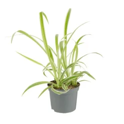 Best Plante verte. Le pot de ø 8,5 cm