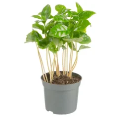 Best Plante verte. Le pot de ø 8,5 cm