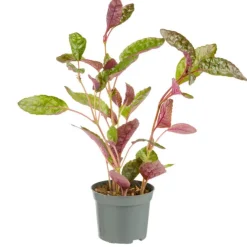 Best Plante verte. Le pot de ø 8,5 cm