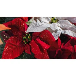 Sale BOTANIC® Poinsettia pailleté rouge la coupe Ø 27 cm