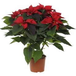 Outlet Poinsettia pailleté rouge en pot Ø 21 cm