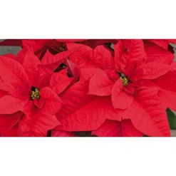 BOTANIC® Poinsettia rouge en pot Ø 16 cm