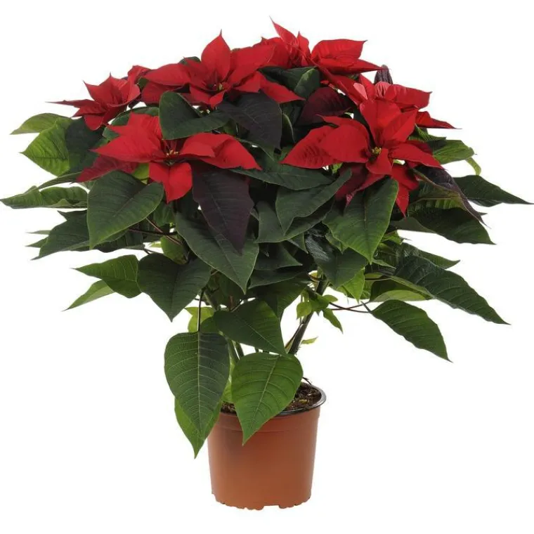 BOTANIC® Poinsettia rouge en pot Ø 17 cm