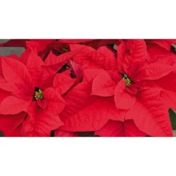 Discount BOTANIC® Poinsettia rouge la coupe Ø 27 cm