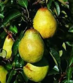 Best BOTANIC® Poirier Beurre Hardy. En racine nue, forme palmette U double