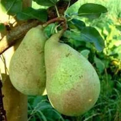 Discount BOTANIC® Poirier Conference. Le pot de 20 litres, forme palmette U double