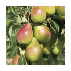 Discount BOTANIC® Poirier Louise Bonne D'Avranches. Le pot de 12 litres, forme gobelet